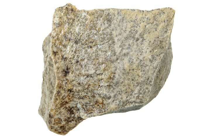 Fossil Tyrannosaur (T rex) Bone Section - Wyoming #314109